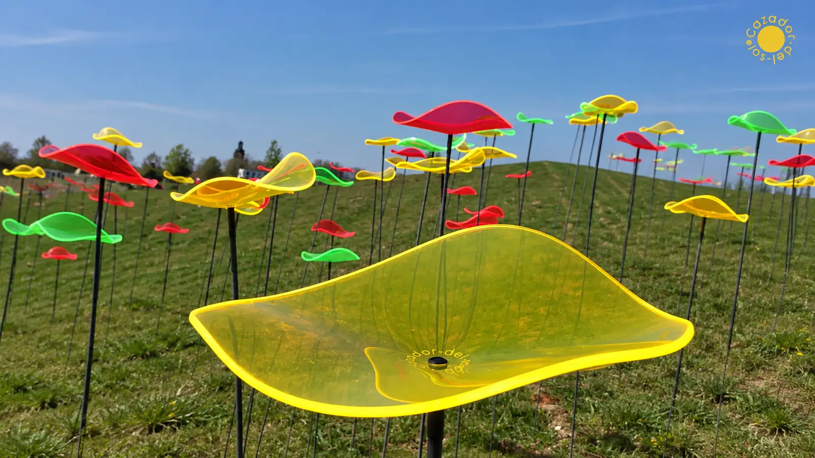 Farbige Cazador-del-sol Sonnenfänger auf einer sonnigen Wiese